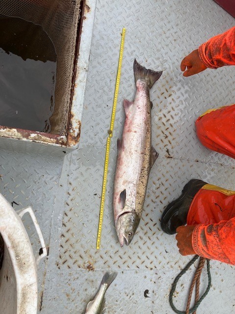 Geliefde Duitse zalm nog steeds in Nederlandse netten